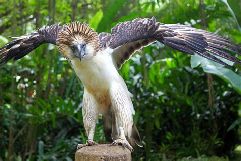 Agila ng Pilipinas .